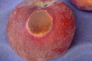 En manzanas y peras rojas los síntomas comienzan con un bronceado de la piel, mientras que en manzanas y peras verdes puede observarse un bronceado o bien, zonas amarilleadas, sonrojadas o blancuzcas.