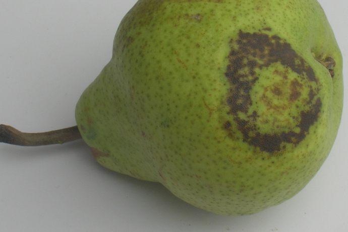 Toxicidad por difenilamina (DPA Injury) Especies que afecta: afecta por igual a todas las variedades de manzanas y peras.