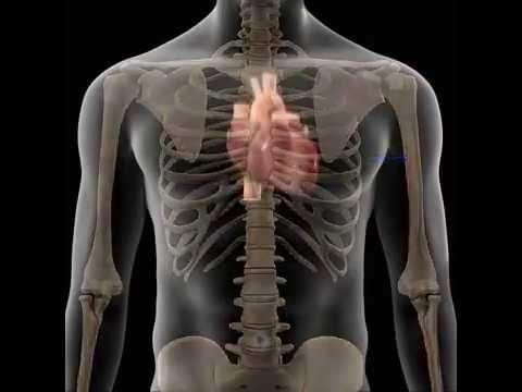 Órgano hueco que actúa como una bomba propulsora, impulsando la circulación de la sangre a través de los vasos sanguíneos para que llegue a todos los tejidos del organismo.