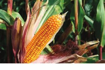 La menor disponibilidad del grano a nivel mundial, los ajustados stocks estadounidenses, pronósticos de condiciones climáticas adversas para las principales zonas productoras de maíz en Estados