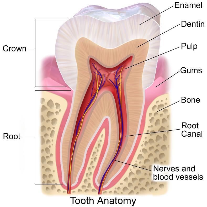 Los dientes Los dientes están formados por varias capas Esmalte Mineralizado Acelular Material mas