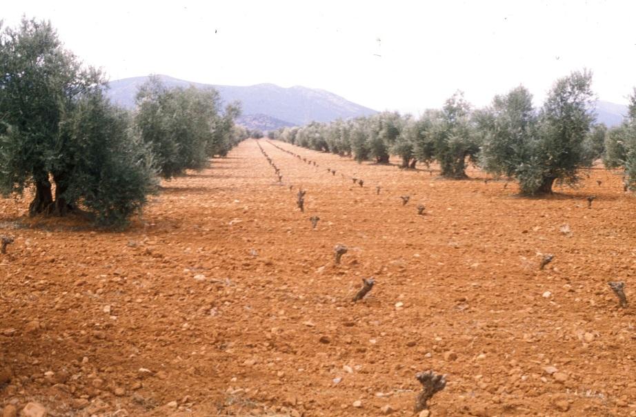 EL AGUA Y LAS ESPECIES FRUTALES Los frutales de secano son especies mejor adaptadas a la falta de agua (pluviometría inferior en muchos casos a 400 mm) En años de sequía se ve reducida la producción