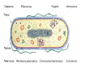 Matriz gelatinosa (protoplasma) Tiene un alto contenido en agua y de aspecto gelatinoso Contiene