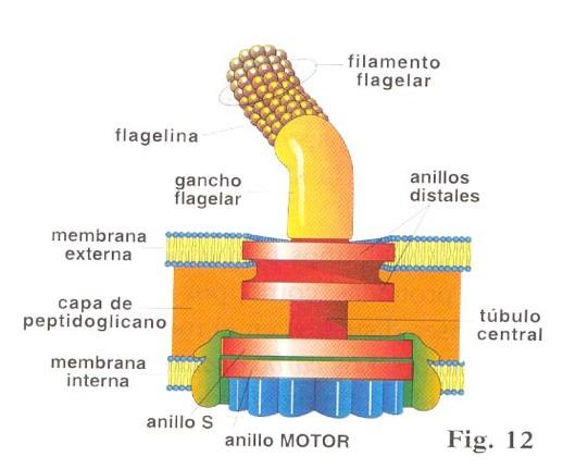 Un codo ó gancho: une el filamento a la superficie celular Corpúsculo basal: G (+): dos anillos G (-): cuatro anillos.