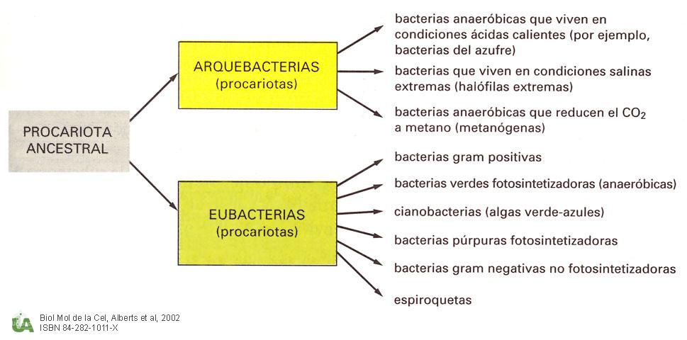 Los organismos Los Procariontes procariotas pertenecen pertenecen a dos a reinos: dos dominios: las Archaea