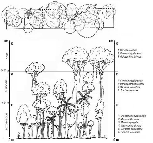 39 Figura N 03: Diagrama de las especies en el bosque b. Estructura horizontal b.