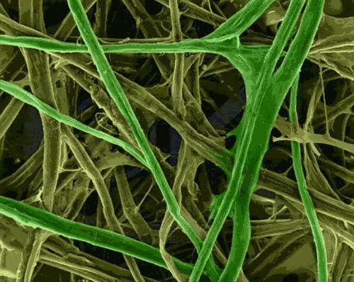 Pared celular: fibras formando capas en distintas direcciones Peptidoglucano o muerína Constituye el armazón de la pared celular bacteriana.