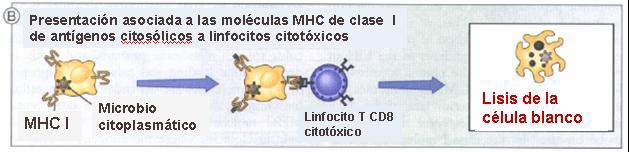 Presentación de antígenos intracelulares por moléculas del MHC I.