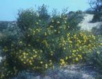 Fre cuente en los matorrales de la Devesa, suele vivir en las crestas de las dunas fijas. El Jaguarzo o Estepa d arenal (Halimium halimifolium L.