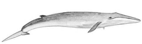 La Bellena Fin (Balaenoptera physalus) y el Examen Periódico Working within CITES* for the protection and conservation of species in international trade Kingdom Phylum Class Order Family Common Names