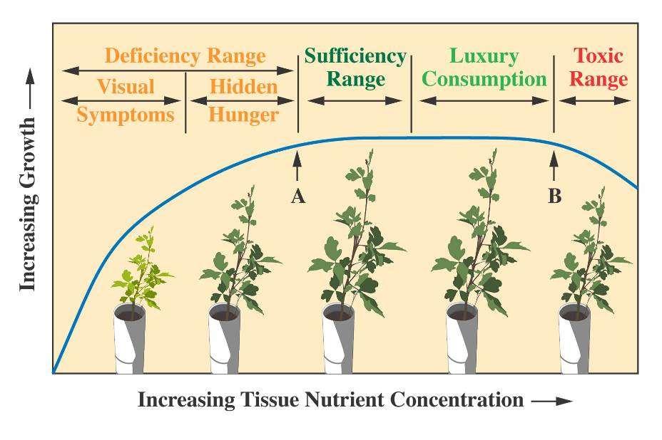 Conclusiones al estado nutricional Sobrecarga nutricional: conseguir planta