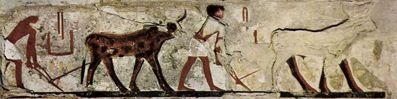 EGIPTO ECONOMÍA *La agricultura, como en Mesopotamia, era la actividad más importante. Cultivaban: -cereales (el pan y la cerveza eran fundamentales en su dieta).
