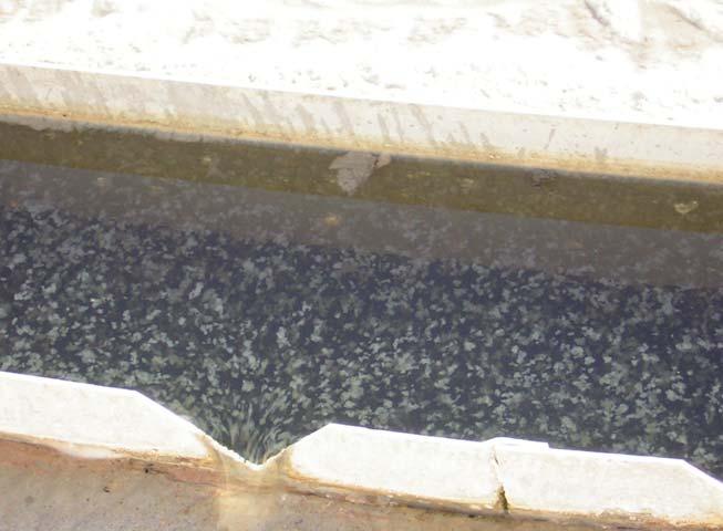 mentosa similar a Ca. ʻMicrothrix parvicellaʼ, pero de menor diámetro celular, aislado de fangos activos de plantas de tratamiento de aguas residuales industriales (Levantesi et al., 2006).