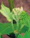 4 Introducción. Productos fitosanitarios por el grupo nacional de trabajo de la viña año 20. 4.