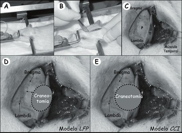 Prieto y col 2009; 20: 225-244 Figura 2. Exposición del cráneo para la realización de una craneotomía en la rata. A- La rata se coloca en un marco estereotáxico.