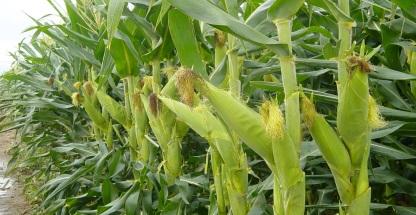 Otras actividades Se ha identificado el potencial de biomasa disponible de cultivos como caña de azúcar, maíz (caña y hoja), sorgo y trigo para su aprovechamiento en bioenergéticos.