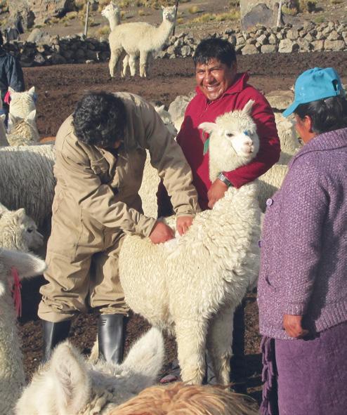 MEJORAMIENTO GENÉTICO Este proyecto tiene como objetivo ayudar a los pequeños productores de fibra de alpaca de las alturas de Arequipa a optimizar sus ganados; a través del cruce con padrillos de