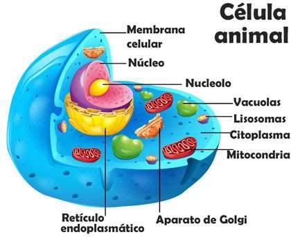 Partes y funciones de la célula vegetal Membrana Plasmática.