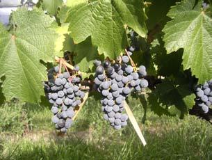 del país y la elaboración de esas uvas permitió conocer el hábitat de este cepaje y el manejo que debía implementarse en la conducción del viñedo.
