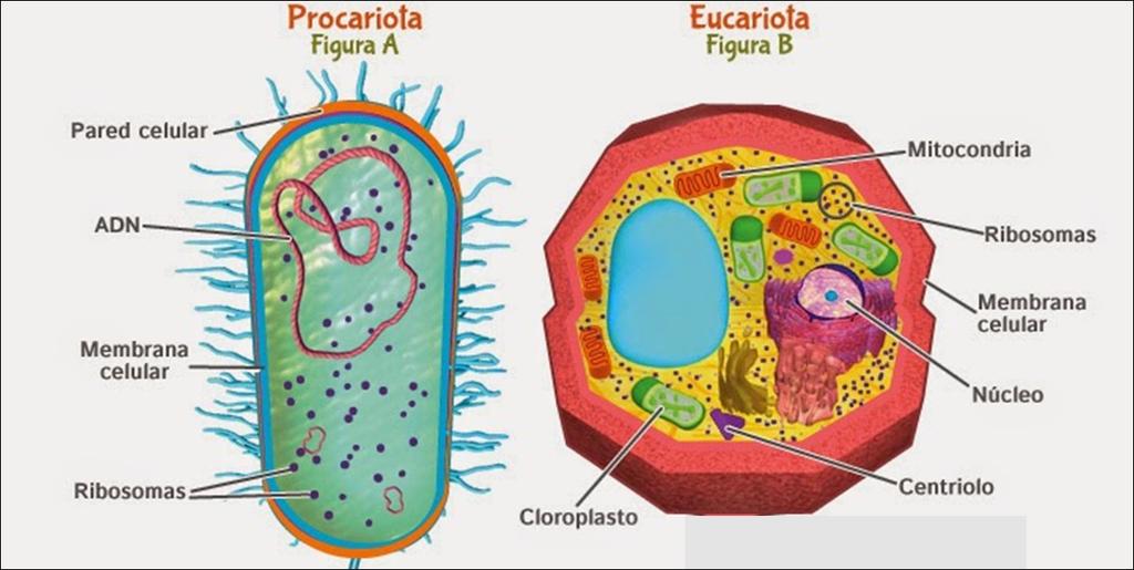 7) Describe la estructura de la célula