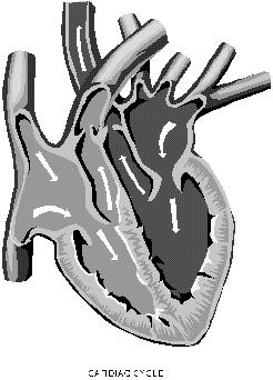 260758 HCG-801 E_ES_r10 5/30/06 3:45 PM Page E5 INFORMACIÓN GENERAL ACERCA DEL CORAZÓN Y LAS MEDICIONES DE ECG El corazón es una bomba muscular controlada por impulsos eléctricos generados por el