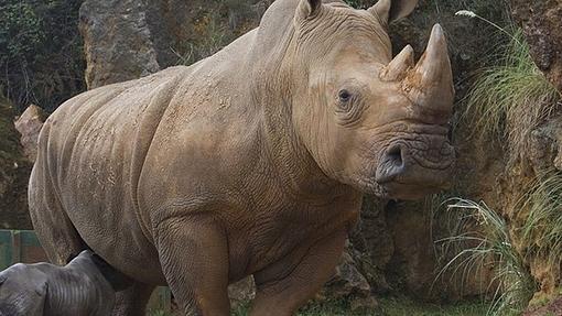 Rinocerontes Cabárceno cuenta con cerca de 200 animales pertenecientes a más de 120 especies que proceden de los cinco continentes.