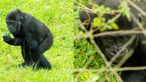 Gorilas Los gorilas es una de las especies que también ha conseguido reproducirse en Cabárceno.