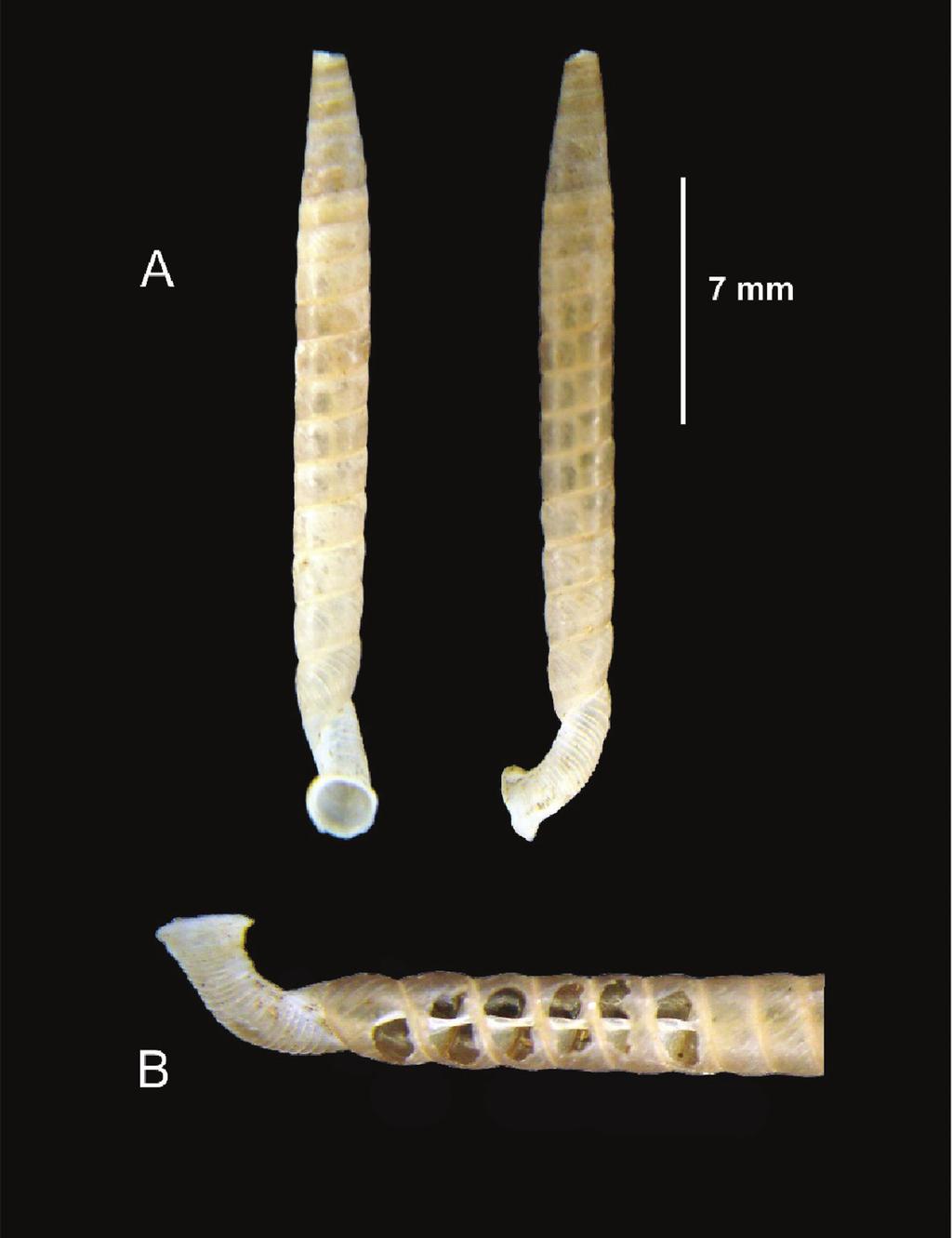 HERRERA-URIA Y ESPINOSA: Dos especies nuevas de Urocoptidae 35 Figura 2.