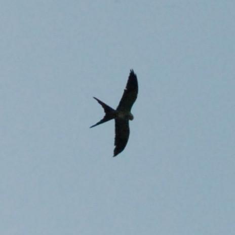swallow-tailed kite ACCIPITRIDAE