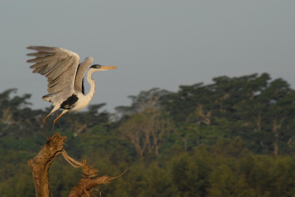 Introducción En el mundo no hay lugar que tenga mayor riqueza y diversidad de especies de aves como la Región Amazónica, donde habitan mas de 700 diferentes especies.