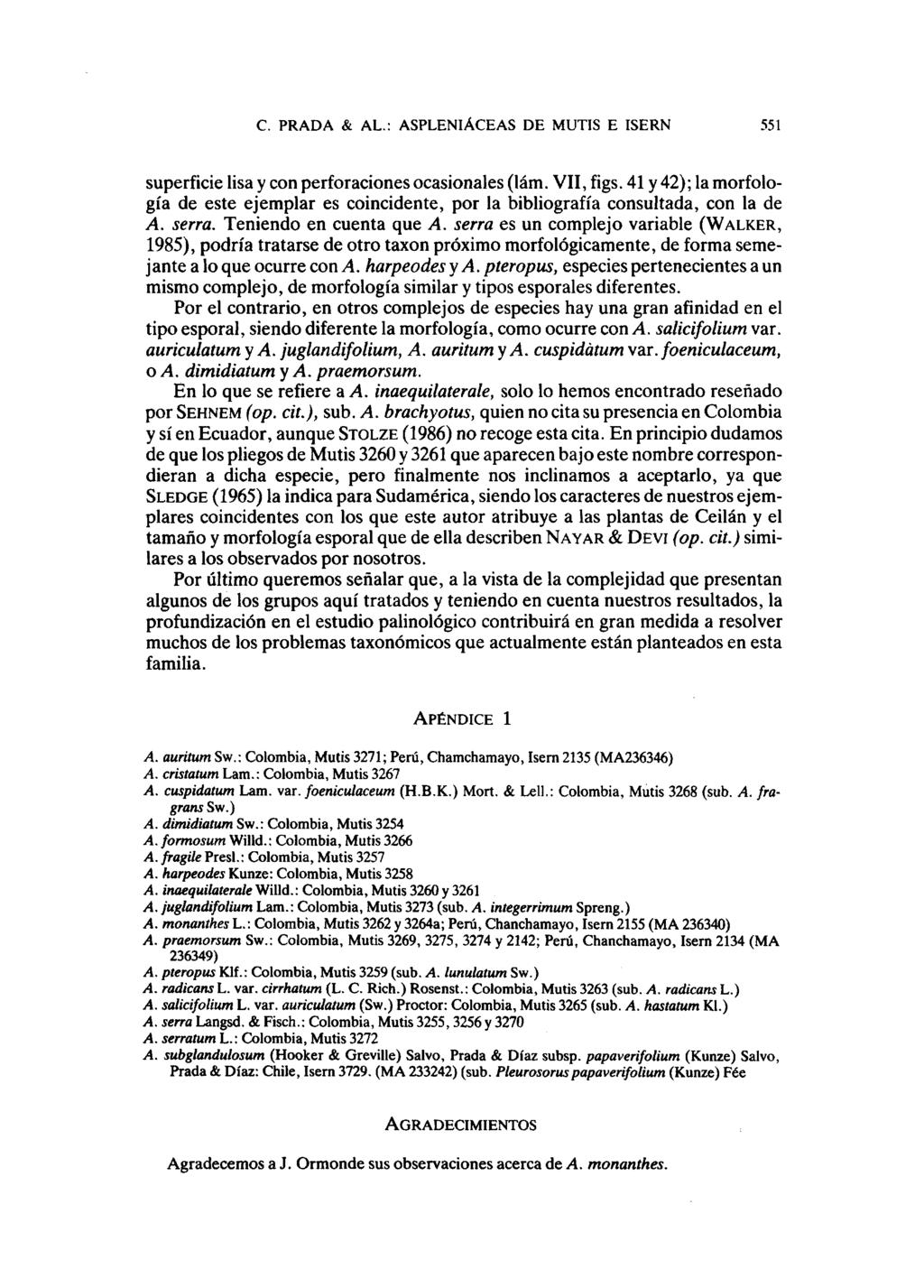 C. PRD & L.: SPLENIÁCES DE MUTIS E ISERN 551 superficie lisa y con perforaciones ocasionales (lam. VII, figs.