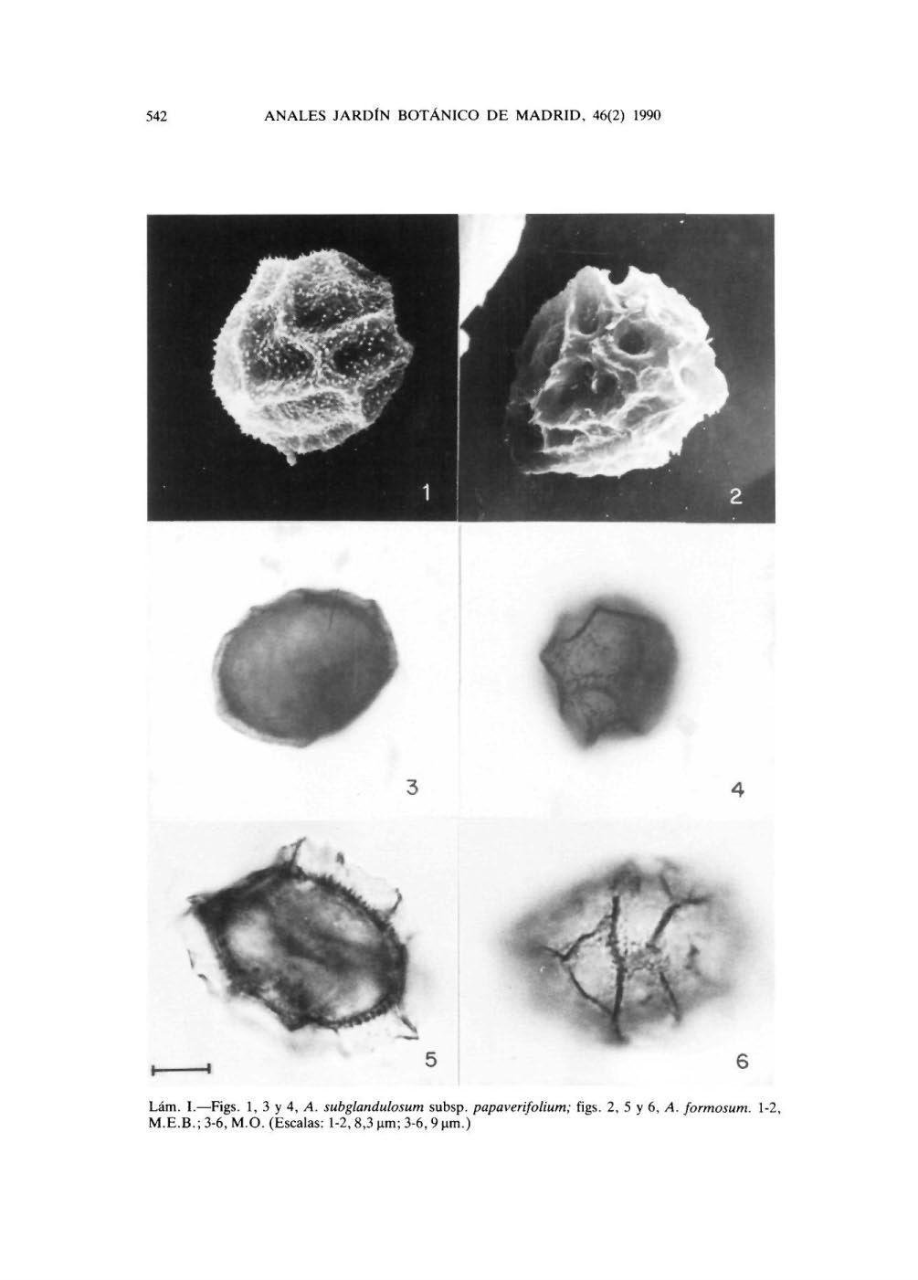 542 NLES JRDÍN BOTÁNICO DE MDRID, 46(2) 1990 Lam. I. Figs. 1, 3 y 4,. subglandulosum subsp.