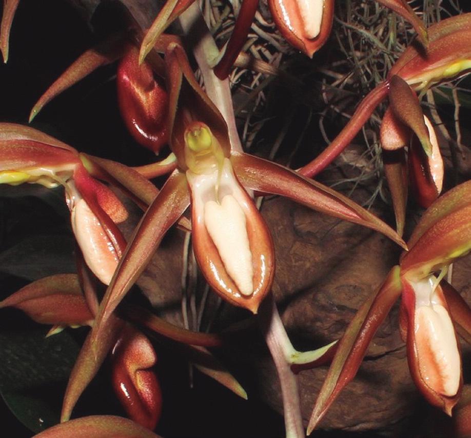 28 UNIVERSIDAD MILITAR NUEVA GRANADA Catasetum maculatum es una especie con distribución desde México hasta Brasil y en Colombia sólo se ha registrado para los departamentos de Bolívar, Magdalena y