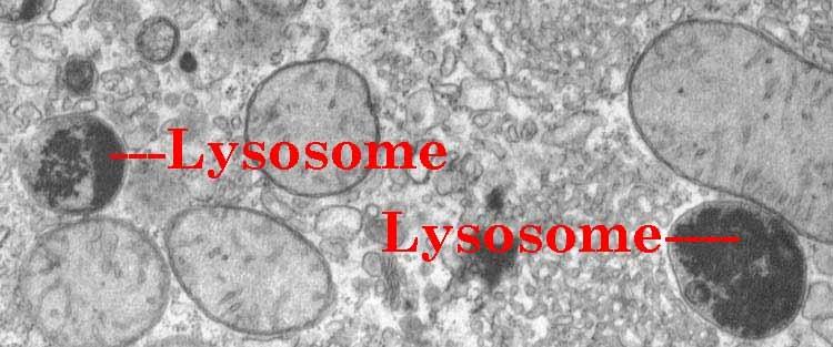 Lisosomas