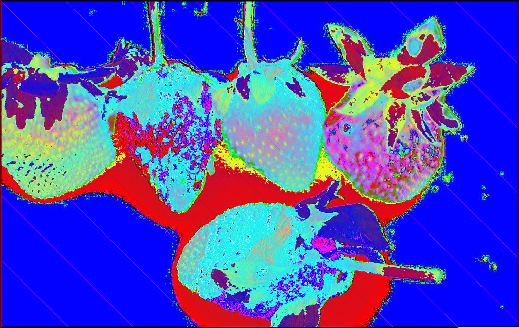 ecuación: Porcentaje incidencia Botrytis cinerea (%): (Total Frutos Afectados / Total fruta cosechada) * 100 IV. Resultados Figura 2. Síntomas iniciales de moho gris en fresa. Foto: L. Estupiñán.