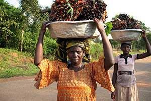 SERENDIPALM/ Ghana La organización: Más de 750 campesinos (donde la intervención de las mujeres es primordial) son los encargados de cultivar y procesar el aceite de palma en el Sur de Ghana en