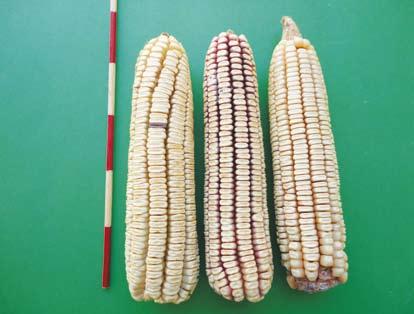 Argentino (Olote ó Espiga Colorada) Descripción. Este tipo de maíz se caracteriza por tener una altura de planta y de mazorca de 2.82 y 1.63 m; respectivamente, 15.