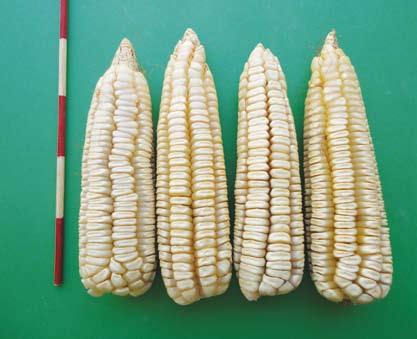 Ancho Descripción. Es un maíz que tiene una altura de planta y de mazorca con valores respectivos de 2.46 y 1.22 m, 12.75 hojas y una precocidad de 86 días a floración masculina.