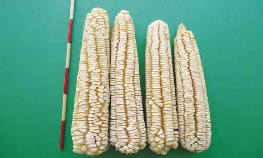 De la raza Chalqueño tienen en común el tamaño, forma de la mazorca y el tipo de grano y del Tsïri Charhápiti el color de grano rojo, la textura semi-harinosa y la base de la mazorca con los granos