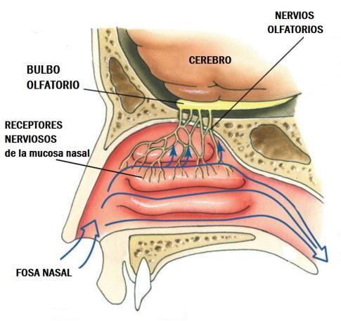 3. OLFATO Sentido que permite percibir el olor/aroma mediante el sistema nasal En en interior de la nariz existen regiones cavernosas cubiertas de mucosa pituitaria