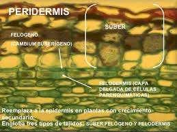 Peridermis Es un tejido complejo que sustituye a la epidermis del tallo y a la rizodermis de la raíz En el tallo y en la raíz Parénquima Función Sus funciones se encuentran e varios tejidos P.