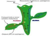 planta, las células vasculares del floema son células vivas En los tallos y hojas de las plantas Tejidos Meristemáticos