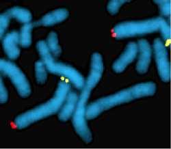 diagnósticos. Entre ellas, podemos destacar (fig. 3): a) Pintado de cromosomas completos (fig. 3a). b) Localización de centrómeros (fig.
