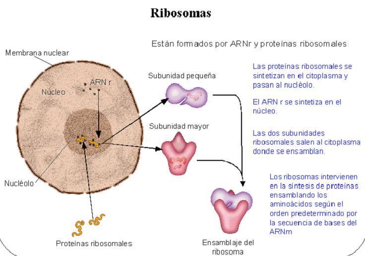 EL CITOPLASMA Citosol o hialoplasma (agua y nutrientes disueltos,