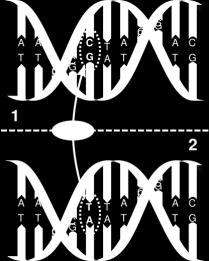 Figura 5- Polimorfismo de nucleótido único o SNPs, son producto del cambio de una sola base También existen otros tipos de variaciones a lo largo del genoma, como inserciones, deleciones,