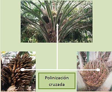 INFLORESCENCIAS EN LA PALMA ACEITERA AFRICANA Planta monoica, en la axila de cada hoja se