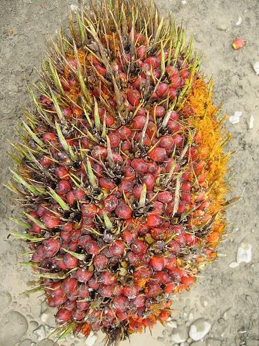 Palma aceitera africana (Elaeis