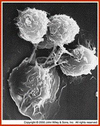 Inmunidad celular mediada por linfocitos T Importante en rechazo de tumores sólidos (inducidos por virus) Las células T citotóxicas (CTL) son críticas en el rechazo de tumores (reconocen