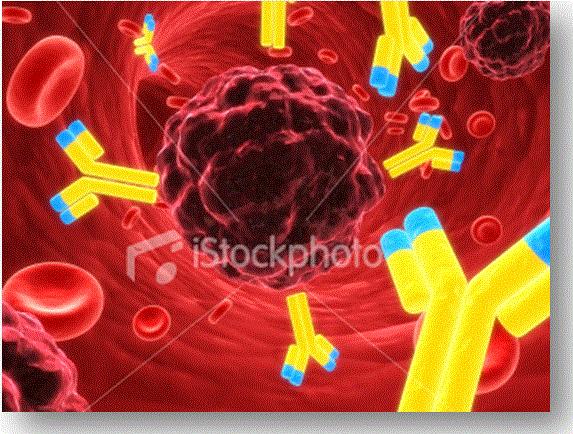 Inmunidad humoral mediada por anticuerpos La unión específica de anticuerpos puede afectar a la célula cancerosa por varios mecanismos: Lísis