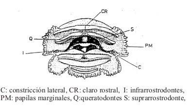 c. Con ayuda del material observado, complete el Cuadro 1, ubicado en la pág. 5. d. Observe los renacuajos de Pseudis platensis.